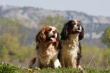 CAVALIER KING CHARLES 652
